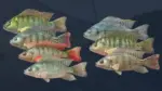 Игра Ultimate Fishing Simulator — Kariba Dam (Steam; PC; Регион активации РФ+Страны СНГ)