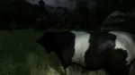 Игра The Cows are watching (Steam; PC; Регион активации РФ+Страны СНГ)