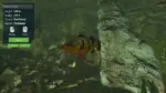 Игра Ultimate Fishing Simulator — Aquariums (Steam; PC; Регион активации РФ+Страны СНГ)