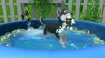 Игра Little Friends: Puppy Island (Steam; PC; Регион активации РФ+Страны СНГ)