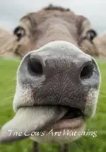 Игра The Cows are watching (Steam; PC; Регион активации РФ+Страны СНГ)
