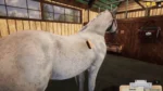 Игра Animal Shelter — Horse Shelter DLC (Steam; PC; Регион активации Весь Мир)