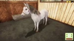 Игра Animal Shelter — Horse Shelter DLC (Steam; PC; Регион активации Весь Мир)