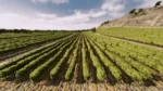 Игра Railway Empire — France (Steam; PC; Регион активации РФ+Страны СНГ)